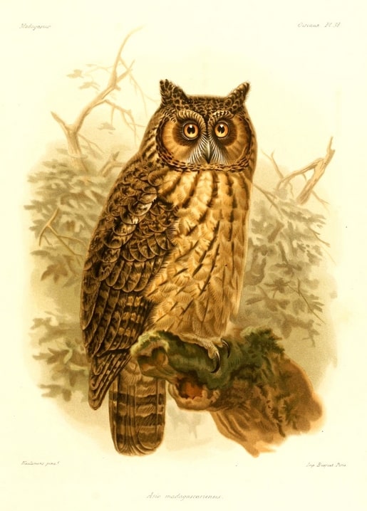 Vintage natural history illustration of a Madagascar owl perched on a mossy branch