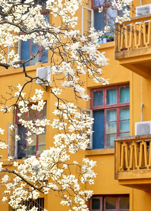 Blooming white magnolia branches against a golden yellow apartment facade with red-framed windows and balconies