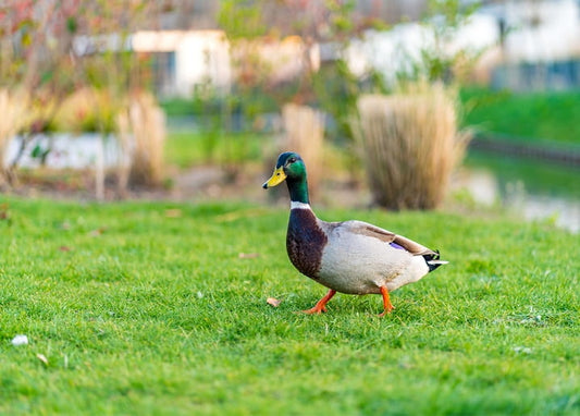 Mallard duck with an iridescent green head walking across a sunlit park lawn