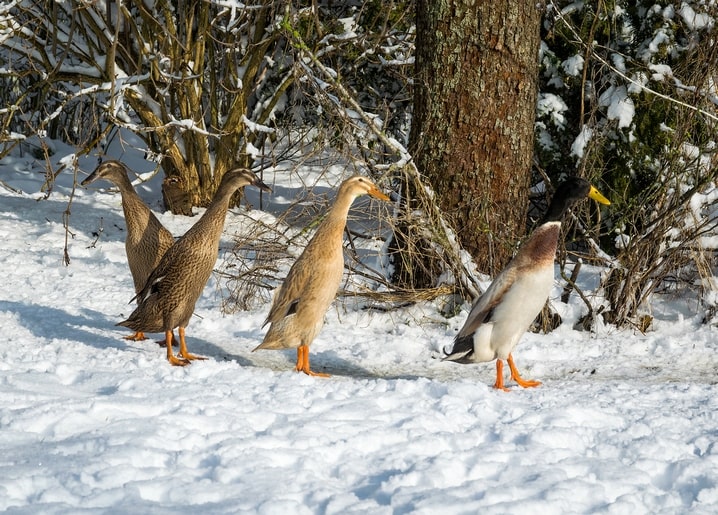 Three mallard ducks walking through snow near a forest tree trunk
