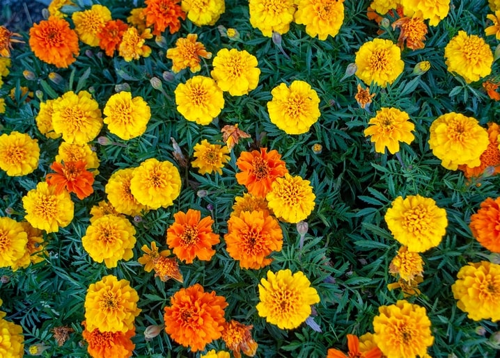Close-up field of yellow and orange marigold flowers in full bloom