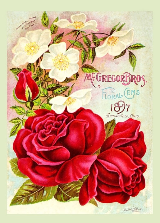 1897 McGregor Bros. catalog cover with red garden roses and a spray of white memorial roses