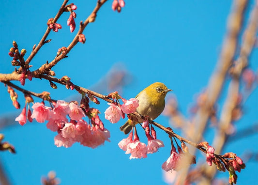 Small Japanese white-eye bird perched among pink cherry blossoms against a blue sky