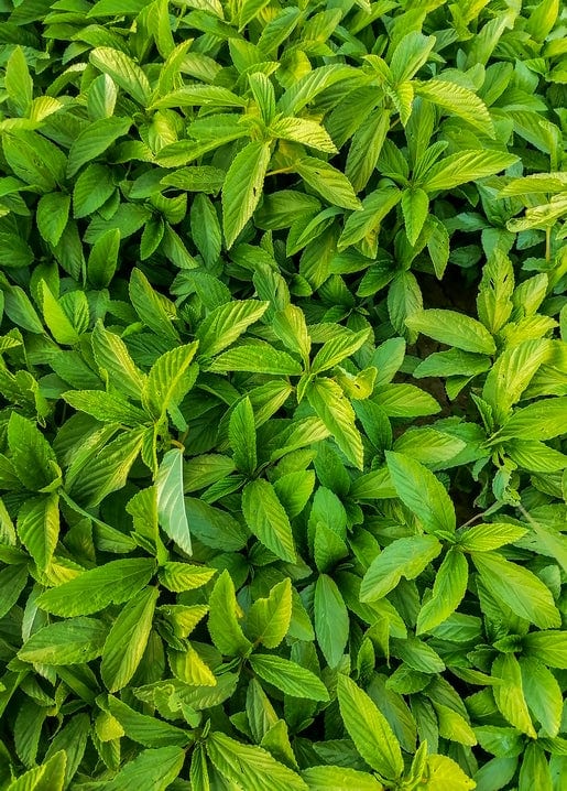 Close-up macro photo of dense fresh mint leaves in vivid green