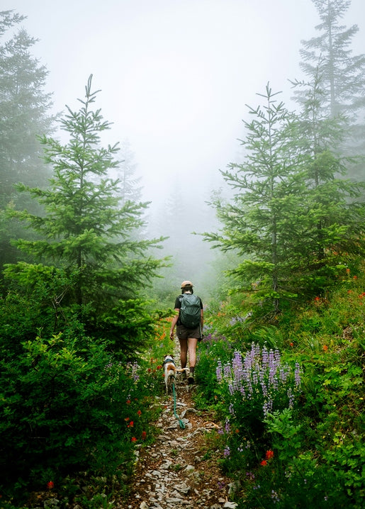 Hiker and dog walking a misty forest trail lined with purple lupine and wildflowers