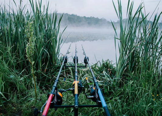 Three fishing rods on a rod pod at a misty lake shore surrounded by tall green reeds