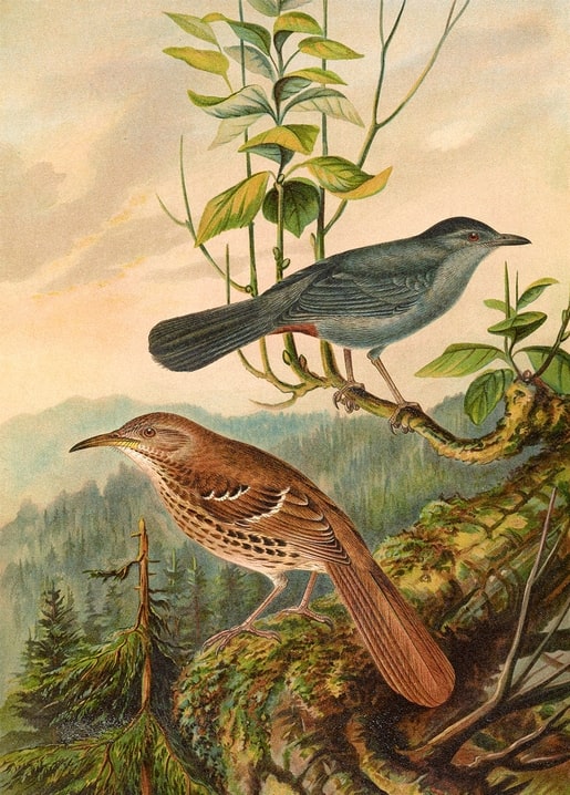 A gray catbird and a rust-colored thrasher on a mossy mountain ledge