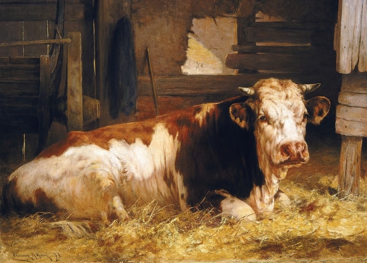 Postcard of a brown-and-white cow lying in straw in a barn, looking at the viewer, by William Henry Howe.