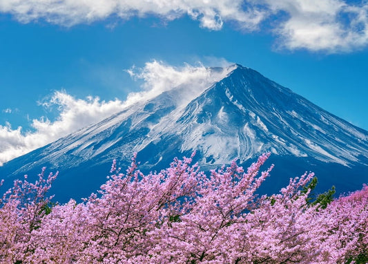 Snow-capped Mount Fuji rising above blooming pink cherry blossom branches