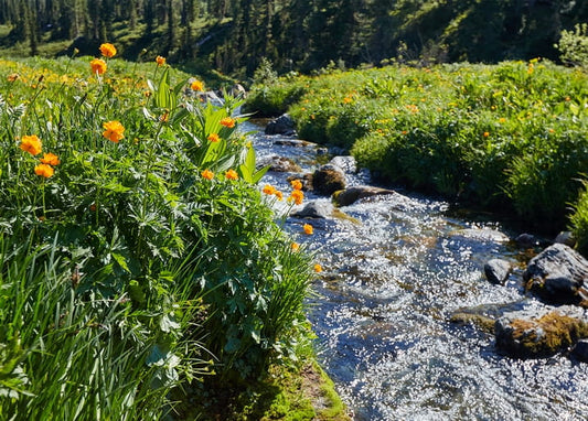 Orange wildflowers lining the banks of a rushing mountain stream