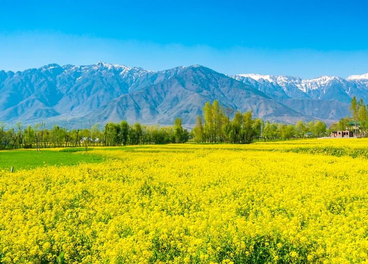 Golden mustard field with snow-capped mountains in the background under blue sky