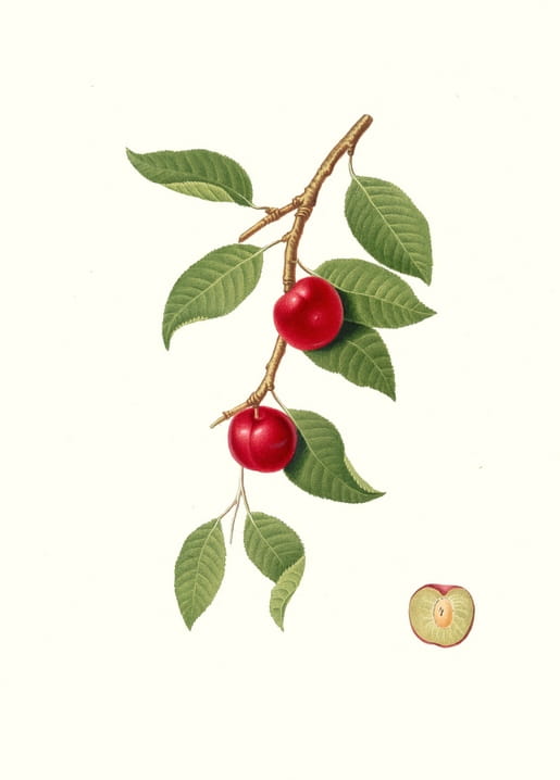 Botanical illustration of a myrobalan plum branch with ripe red cherry-plums, leaves, and a cut fruit
