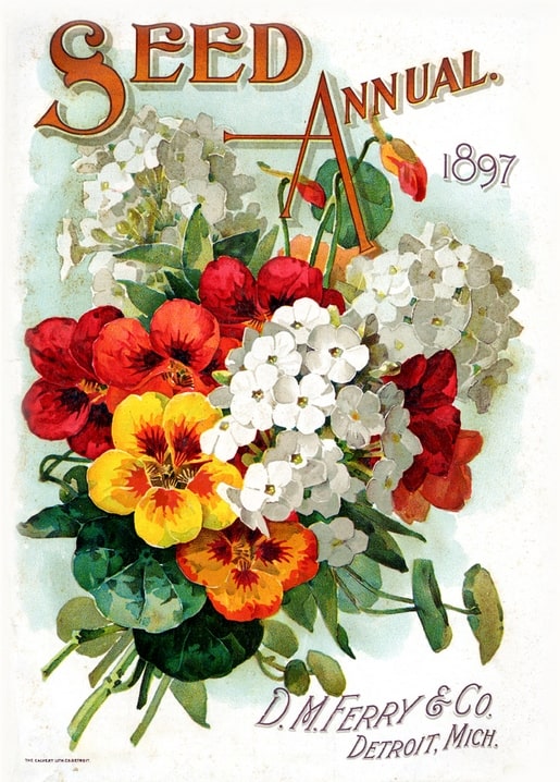Red and orange nasturtiums bundled with white phlox, 1897 D.M. Ferry seed catalog cover