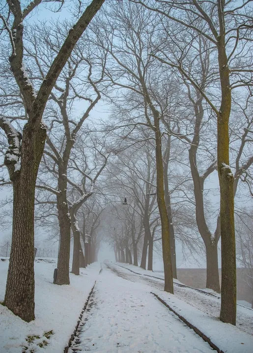 Winter Inspiration - Postcard