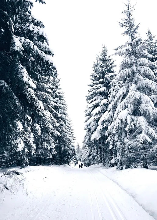 Winter Inspiration - Postcard