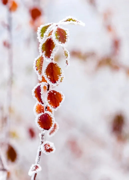 Winter Inspiration - Postcard
