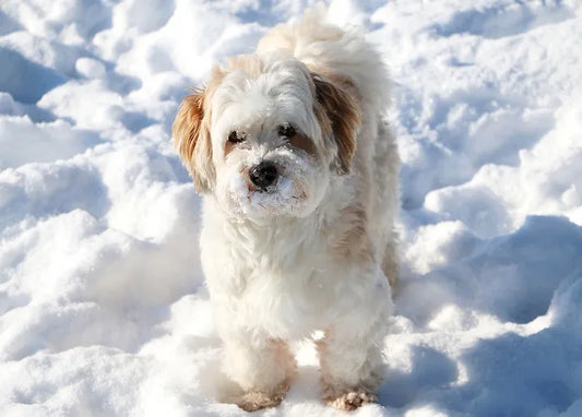 Winter Inspiration - Postcard