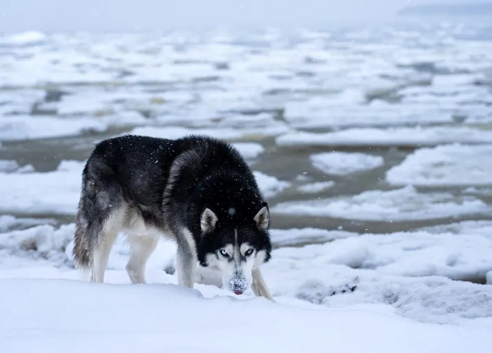 Winter Inspiration - Postcard