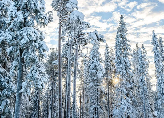 Winter Inspiration - Postcard