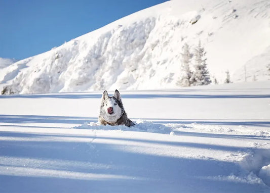 Winter Inspiration - Postcard