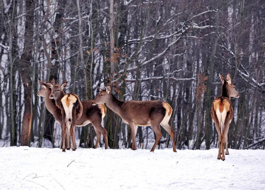 Winter Inspiration - Postcard