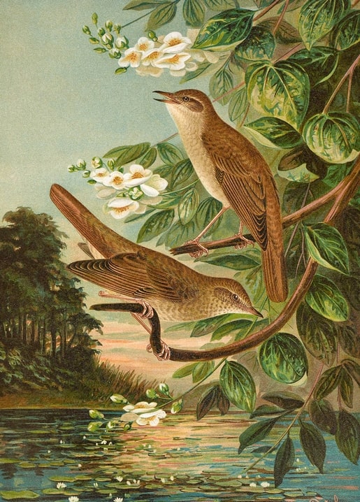 Two vintage-illustrated nightingales perched above a lily pond at dusk