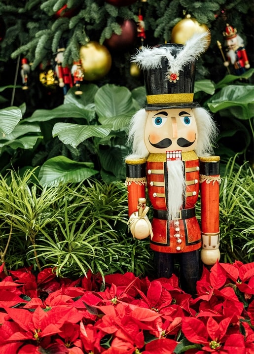 Wooden nutcracker figure among red poinsettias and evergreen Christmas branches