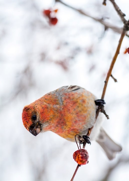 Orange-breasted bird perched on a frosty branch with a red berry, snow blurred in the background