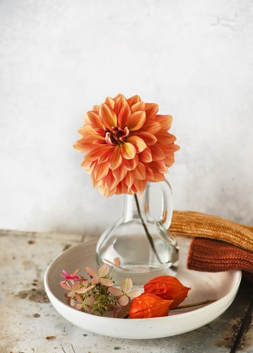 Orangefarbene Dahlie in einer Glaskanne neben einem Strickpullover und Lampionblumen