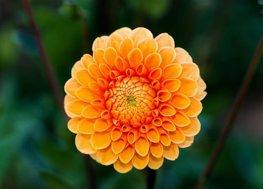 Extreme close-up of a vivid orange dahlia flower with spiraling petals