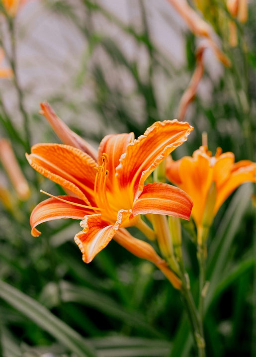 Close-up of an orange daylily in bloom with cream-edged petals