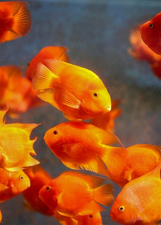 Close-up shoal of orange-red parrot cichlid fish swimming underwater