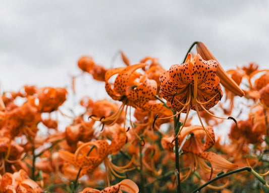 Close-up of orange tiger lilies with dark spots against a cloudy sky