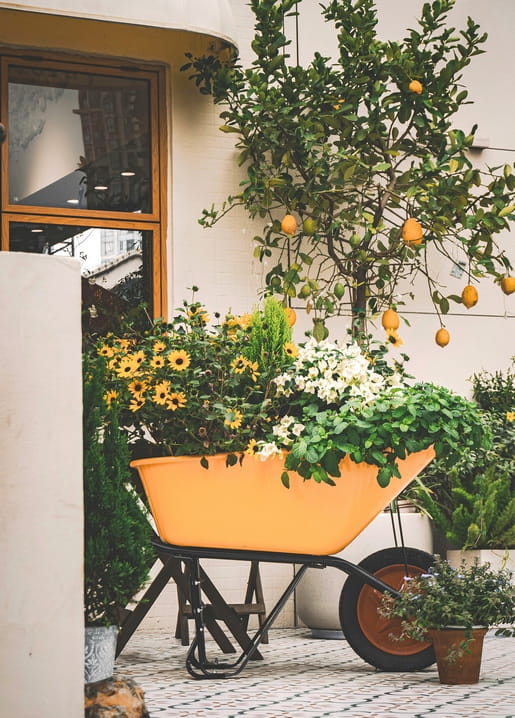 Orangefarbene Schubkarre mit Blumen unter einem Zitronenbaum auf einer sonnigen Terrasse