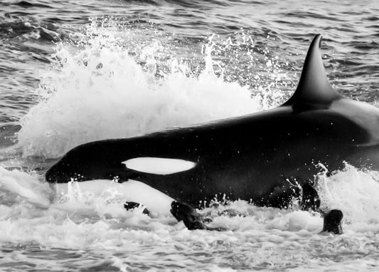 Black-and-white photo of an orca breaching through breaking ocean waves