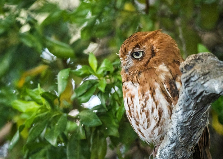 Reddish-brown owl perched on a branch amid green summer leaves