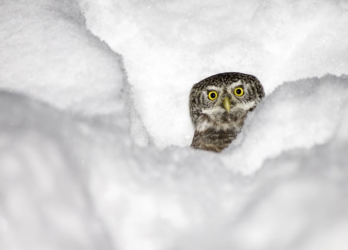 Kleine Eule mit runden gelben Augen schaut aus einem Schneehaufen hervor