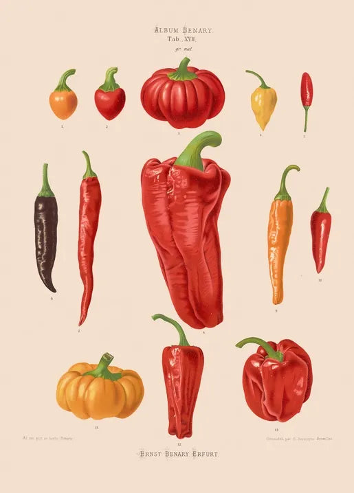 Capsicums, or Chili Peppers by Ernst Benary, 1876–1886, vintage botanical illustration of pepper varieties