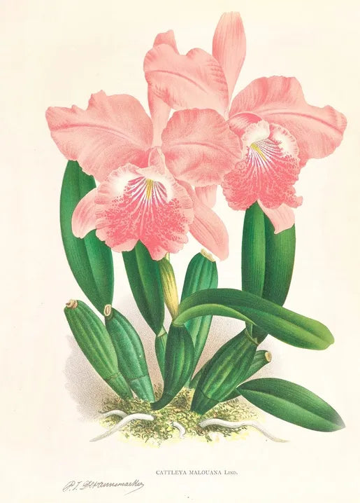 Cattleya Malouana orchid botanical illustration by Jean Jules Linden