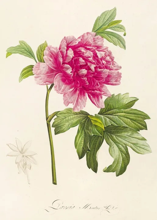 Pierre-Joseph Redouté's Paeonia Moutan, Plate 23, 1813 botanical illustration of a pink tree peony