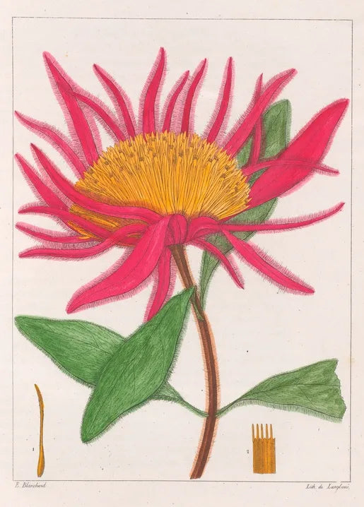 Gomphrena macrocephala, Plate 32 from Plantes Usuelles des Brésiliens, a nineteenth-century botanical illustration by E. Blanchard