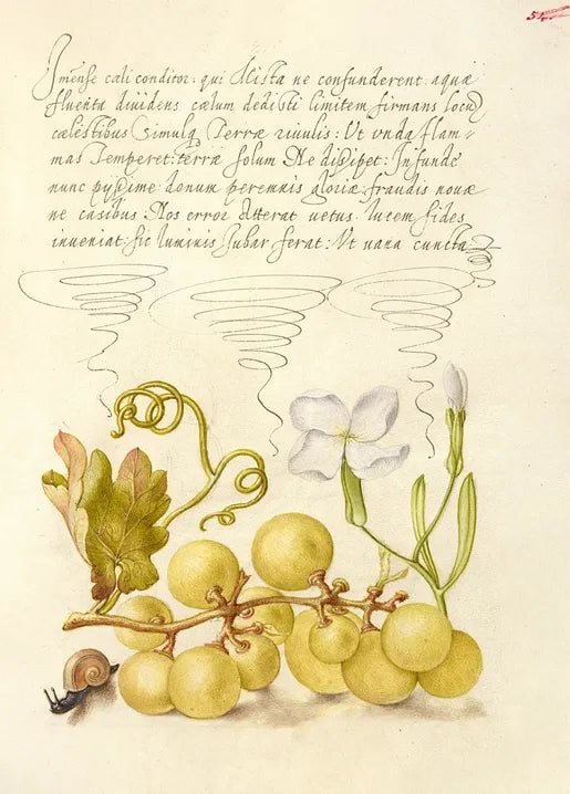 Joris Hoefnagel's Wine Grape, Gillyflower, and Land Snail, a Renaissance manuscript illumination with grapes, a flower and a land snail