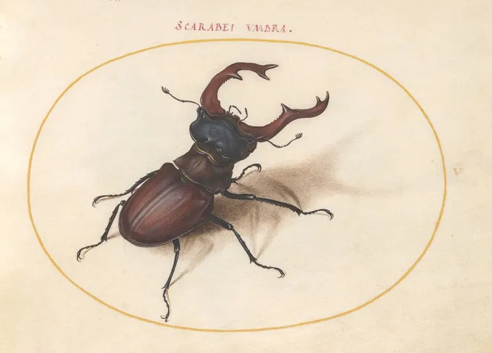 Joris Hoefnagel's Plate 5: Stag Beetle, a detailed Renaissance natural-history illustration of a stag beetle in a gold oval frame