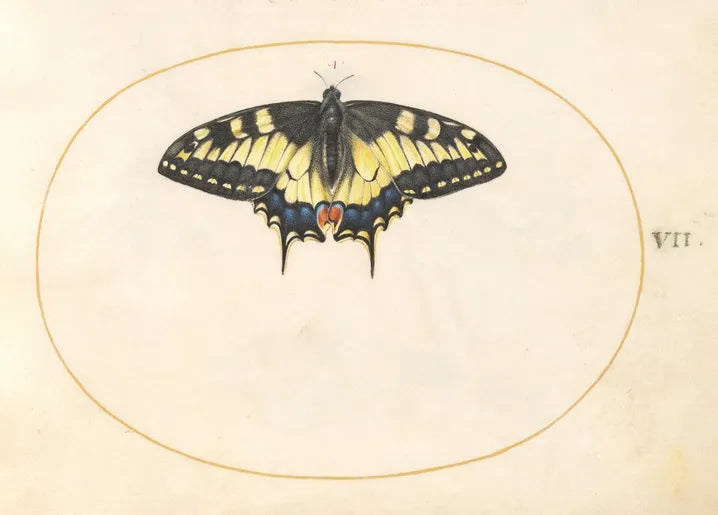 Joris Hoefnagel's Plate 7: Swallowtail Butterfly, c. 1575/1590s, a detailed black-and-yellow Papilio machaon with blue and orange markings