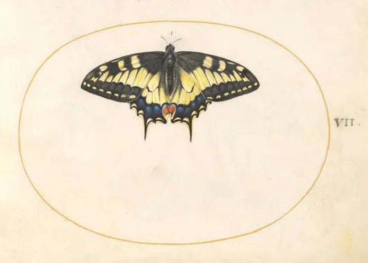 Joris Hoefnagel's Plate 7: Swallowtail Butterfly, c. 1575/1590s, a detailed black-and-yellow Papilio machaon with blue and orange markings