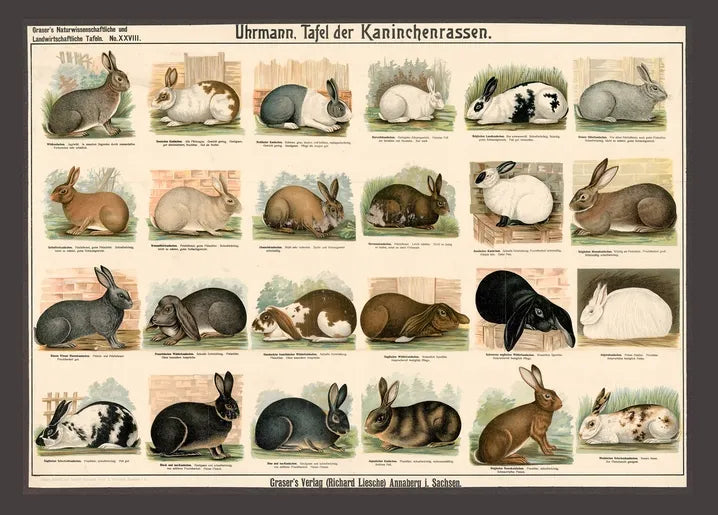 Vintage rabbit breeds chart from Grasers Natural History and Agricultural Plates, showing illustrated domestic rabbits in different colors and breed types