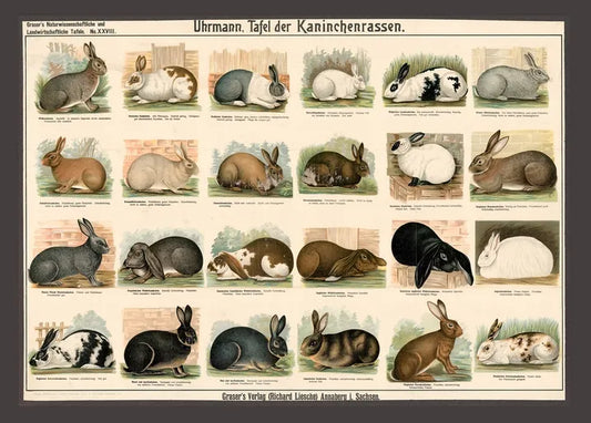 Vintage rabbit breeds chart from Grasers Natural History and Agricultural Plates, showing illustrated domestic rabbits in different colors and breed types