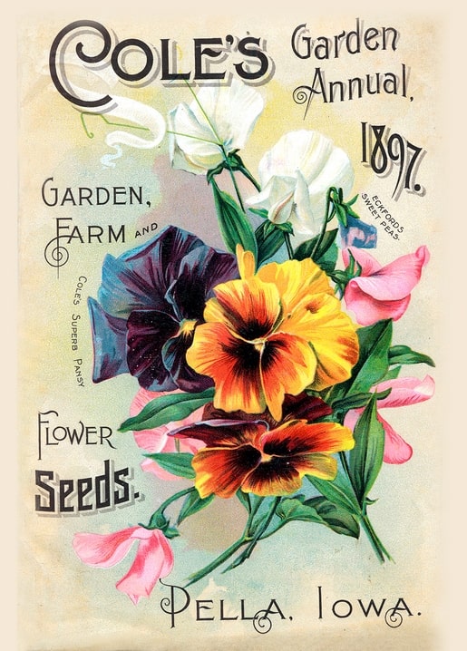 1897 seed catalog cover with orange and purple pansies and pink sweet peas