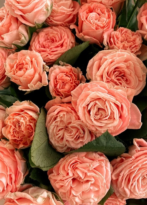 Close-up bouquet of blush-peach garden roses with layered petals and green leaves