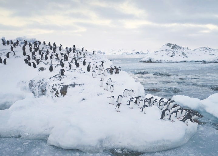 Colony of penguins on a snowy Antarctic outcrop above dark water